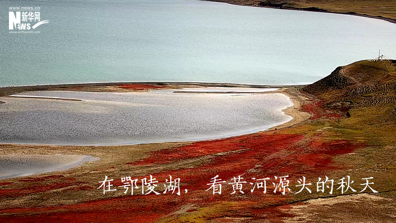 三江源慢直播丨在鄂陵湖，看黃河源頭的秋天